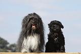 PETIT CHIEN LION 155